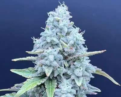 Lime Whip by Common Wealth Seed Co cannabis strain