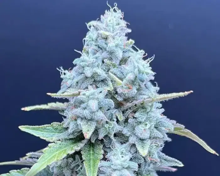 Lime Whip by Common Wealth Seed Co cannabis strain