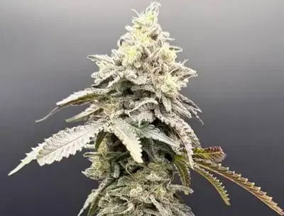 Limelight X Grape Sunshine by Common Wealth Seed Co cannabis strain