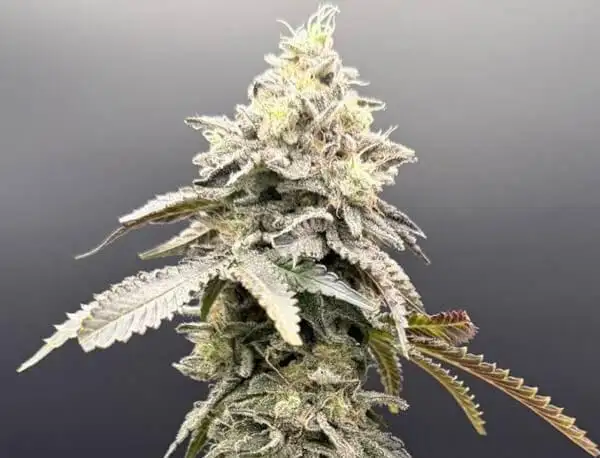 Limelight X Grape Sunshine by Common Wealth Seed Co cannabis strain