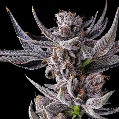 Lipsmackerz by Good Greens Genetics cannabis strain