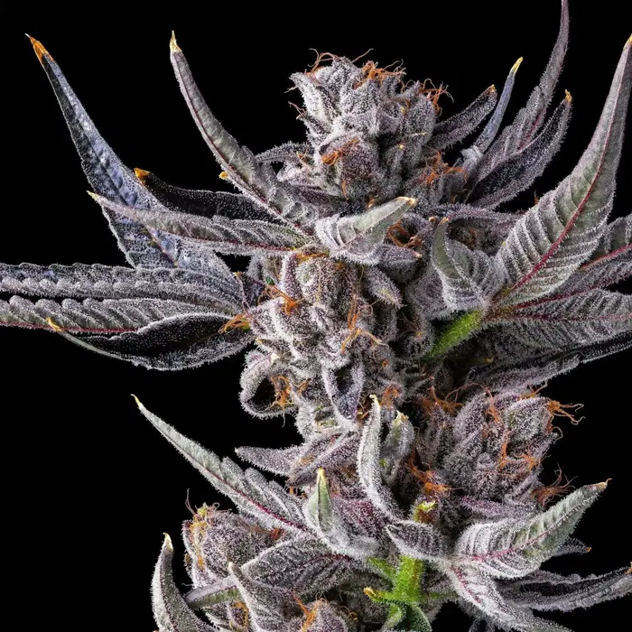 Lipsmackerz by Good Greens Genetics cannabis strain