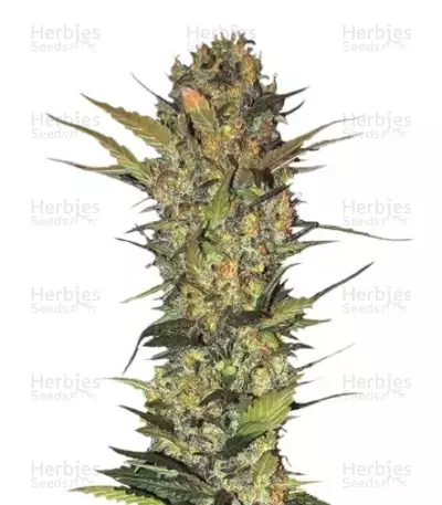 Lithium Og Kush Autoflower by Nirvana, Autoflower cannabis strain