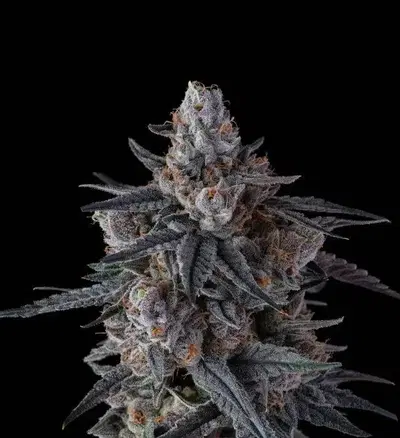 Lobster Og by Maine Trees cannabis strain