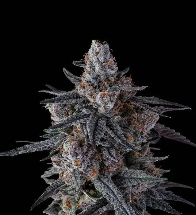 Lobster Og by Maine Trees cannabis strain