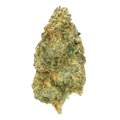 Lobster Trap by High Grade Selections cannabis strain