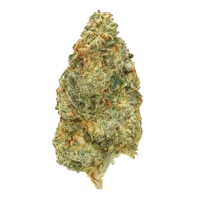 Lobster Trap by High Grade Selections cannabis strain