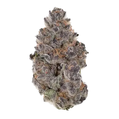 London Bubbly by T.H.Seeds cannabis strain