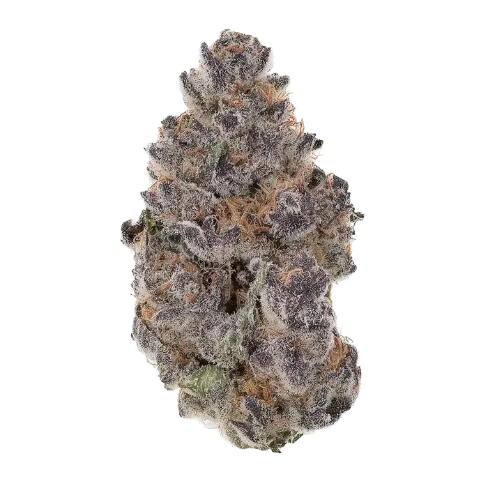 London Bubbly by T.H.Seeds cannabis strain