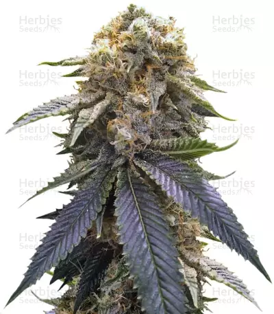 Lost Coast Hash Plant by Humboldt Seed Organization, Photoperiod cannabis strain