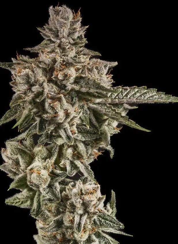 Lost Tribe by 14Er Boulder cannabis strain