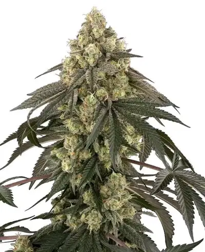 Loud Kush by Fat Beans cannabis strain