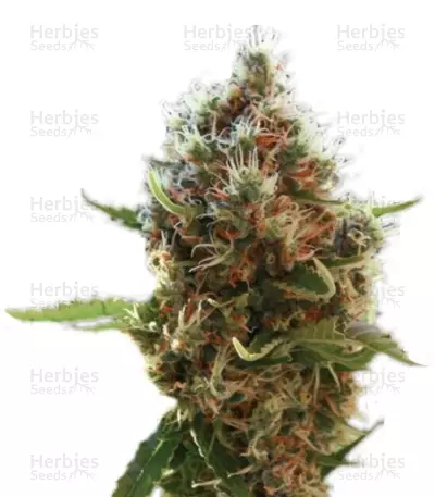 Lucid Bolt by Paradise Seeds, Photoperiod cannabis strain