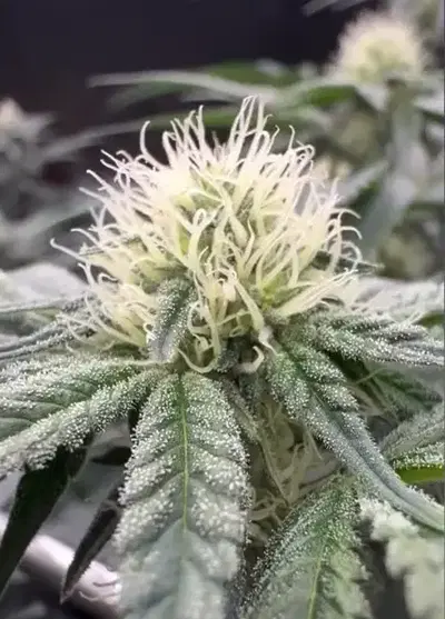 Luna Berry by Common Wealth Seed Co cannabis strain