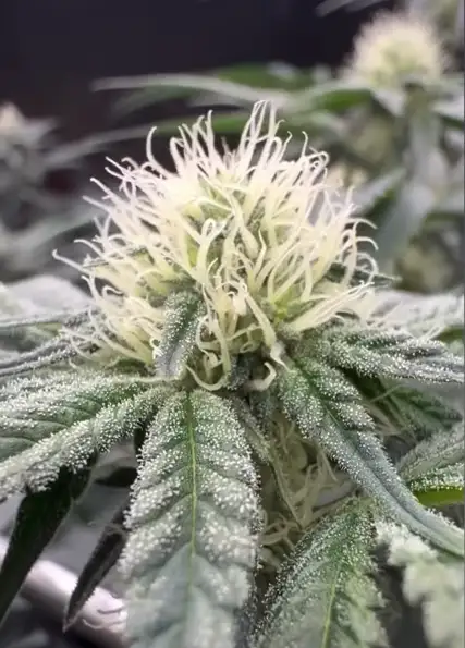 Luna Berry by Common Wealth Seed Co cannabis strain
