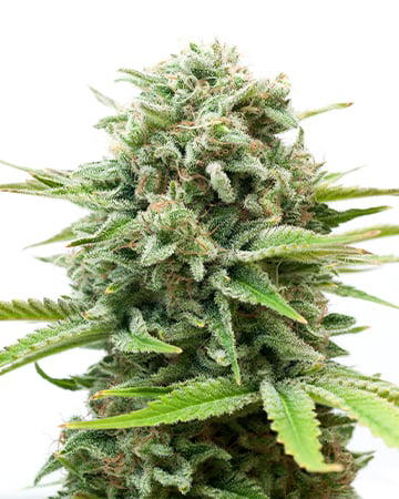 MAC1 Autoflower by Growers Choice Seeds, Autoflower cannabis strain