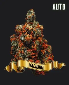 Macumba by Maconha Seeds Bank, Photoperiod cannabis strain