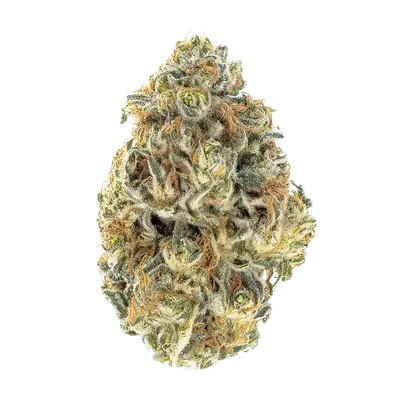 Magic Milk by High Grade Selections cannabis strain