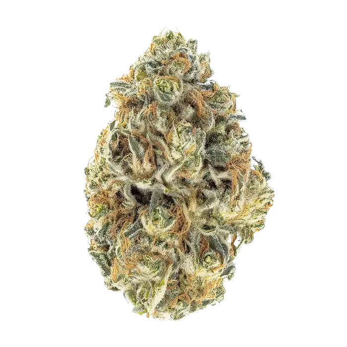Magic Milk by High Grade Selections cannabis strain