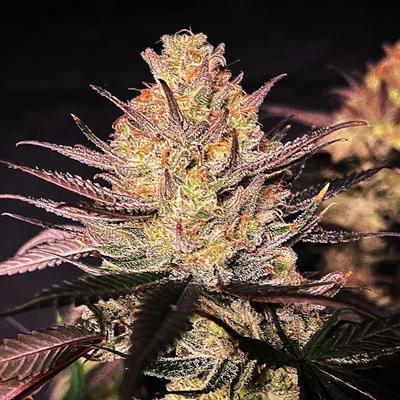 Main Squeeze by Jinxproof Genetics, Photoperiod cannabis strain