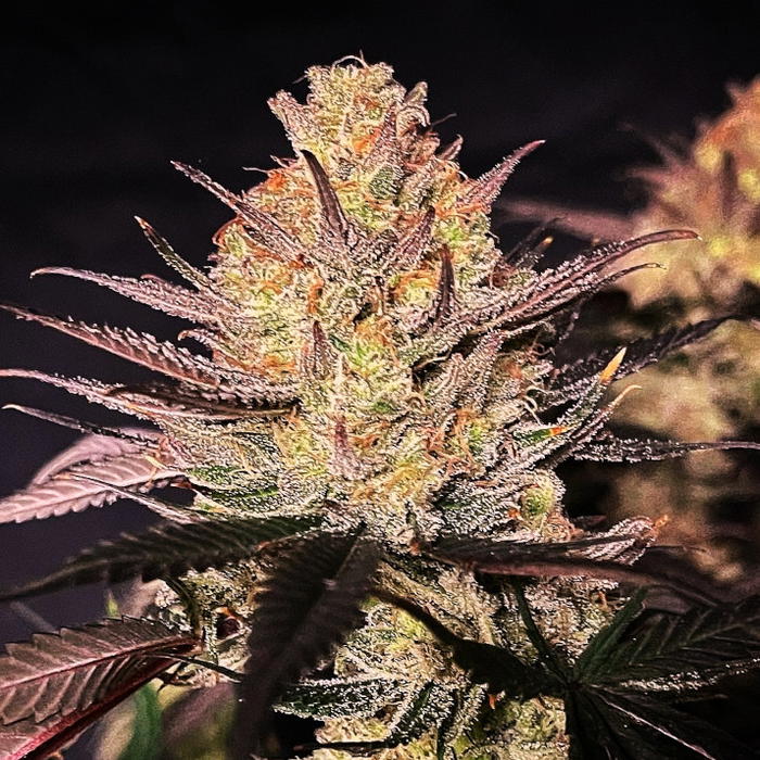 Main Squeeze by Jinxproof Genetics, Photoperiod cannabis strain