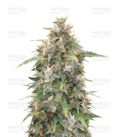 Malawi x Panama by ACE Seeds, Photoperiod cannabis strain