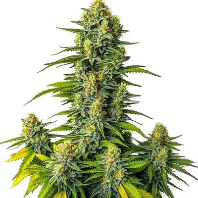 Mamba Negra auto by Blimburn Seeds, Autoflower cannabis strain