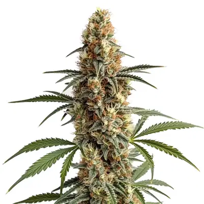 Mamba Negra by Blimburn Seeds, Photoperiod cannabis strain