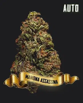 Mamona Assassina by Maconha Seeds Bank, Autoflower cannabis strain