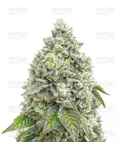 Mandarin Cookies R1 by ETHOS Genetics, Photoperiod cannabis strain