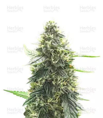 Mango Sherbert by Humboldt Seed Company, Photoperiod cannabis strain