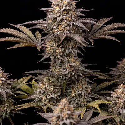 Mango Sherbet Auto by Seedsupreme cannabis strain