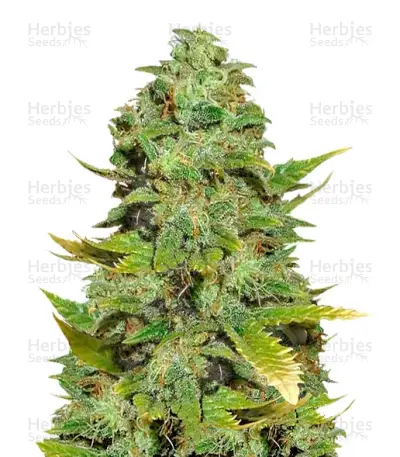Mango Skunk by Nirvana, Photoperiod cannabis strain
