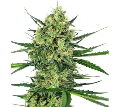 Mango Sunrise Auto by Seed And Strain cannabis strain