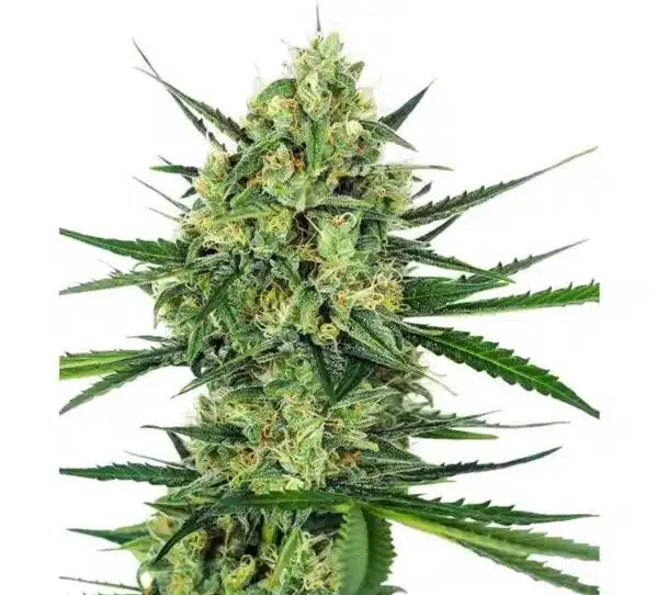 Mango Sunrise Auto by Seed And Strain cannabis strain