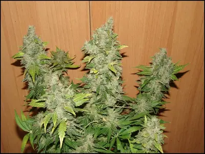 Maramota #10 by The Blazing Pistileros Irie Vibe Seeds cannabis strain