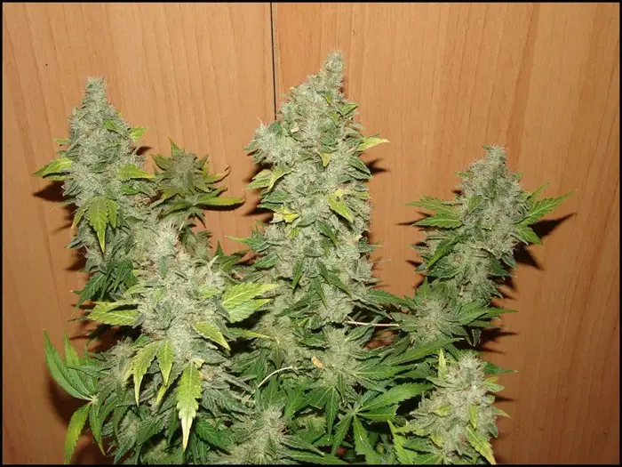 Maramota #10 by The Blazing Pistileros Irie Vibe Seeds cannabis strain