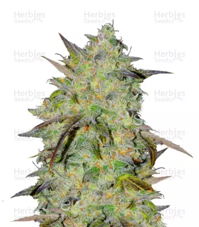 Marmalate Early Version by Delicious Seeds, Photoperiod cannabis strain
