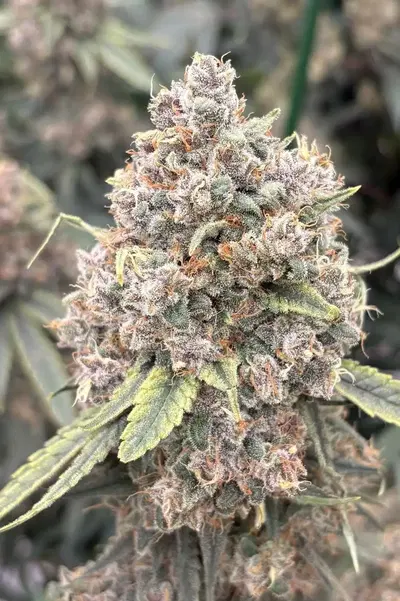 Maui Mana by Blackbox Genetics cannabis strain