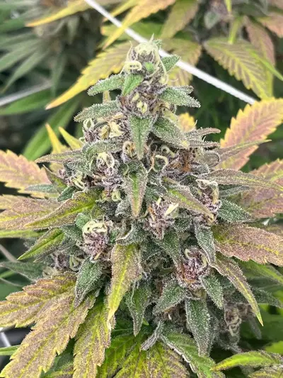 Maui S1 by Blackbox Genetics cannabis strain