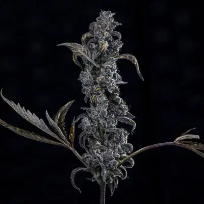 MephistO'z by Mephisto Genetics, Autoflower cannabis strain