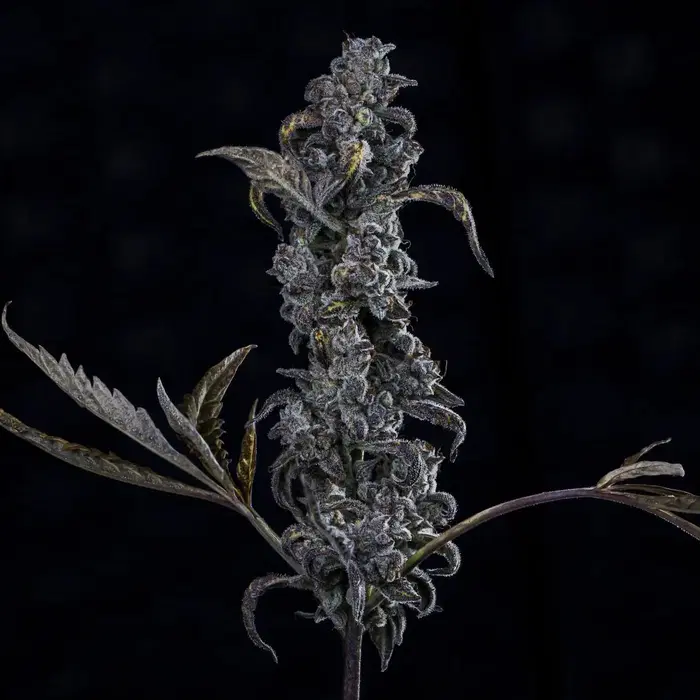 MephistO'z by Mephisto Genetics, Autoflower cannabis strain
