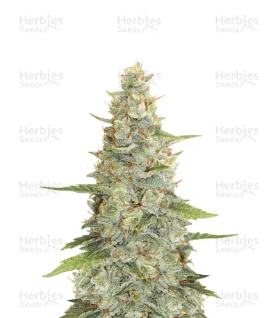 Meringue by Dutch Passion, Photoperiod cannabis strain