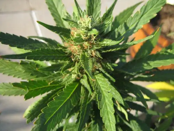 Milf by Mother Chucker 039 S Seeds cannabis strain