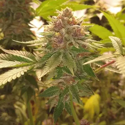 Military Chocolate by Oni Seed co., Photoperiod cannabis strain