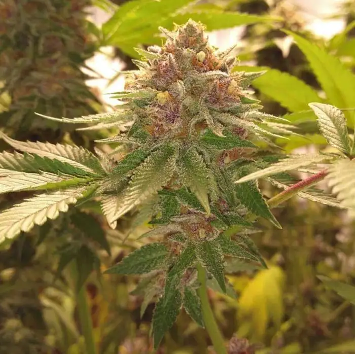Military Chocolate by Oni Seed co., Photoperiod cannabis strain