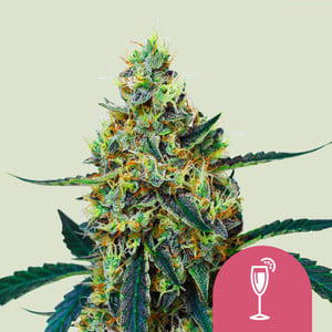 Mimosa feminized seeds by WeedSeedsExpress, Photoperiod cannabis strain