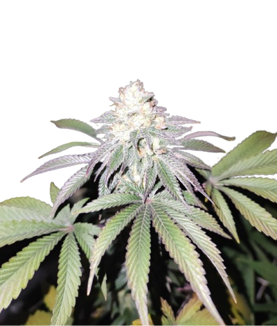 Mind Fuelz by The Grateful Seeds, Photoperiod cannabis strain