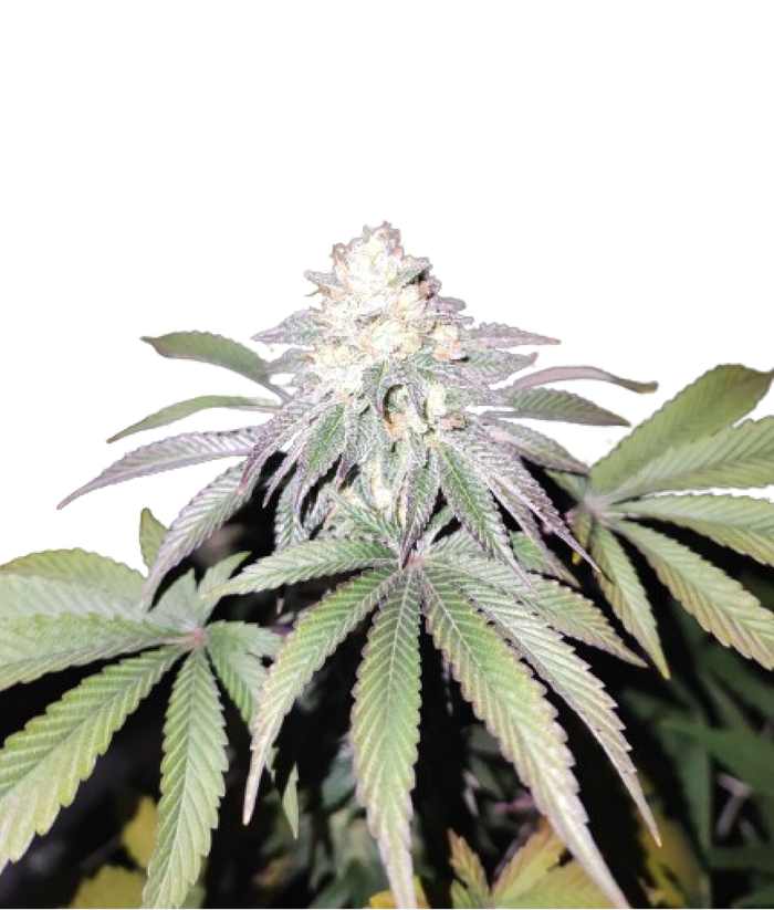 Mind Fuelz by The Grateful Seeds, Photoperiod cannabis strain