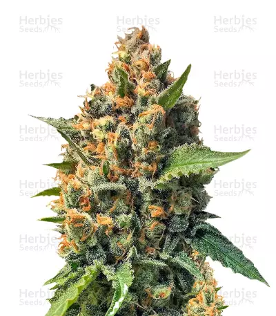 Misty Kush by Nirvana, Photoperiod cannabis strain